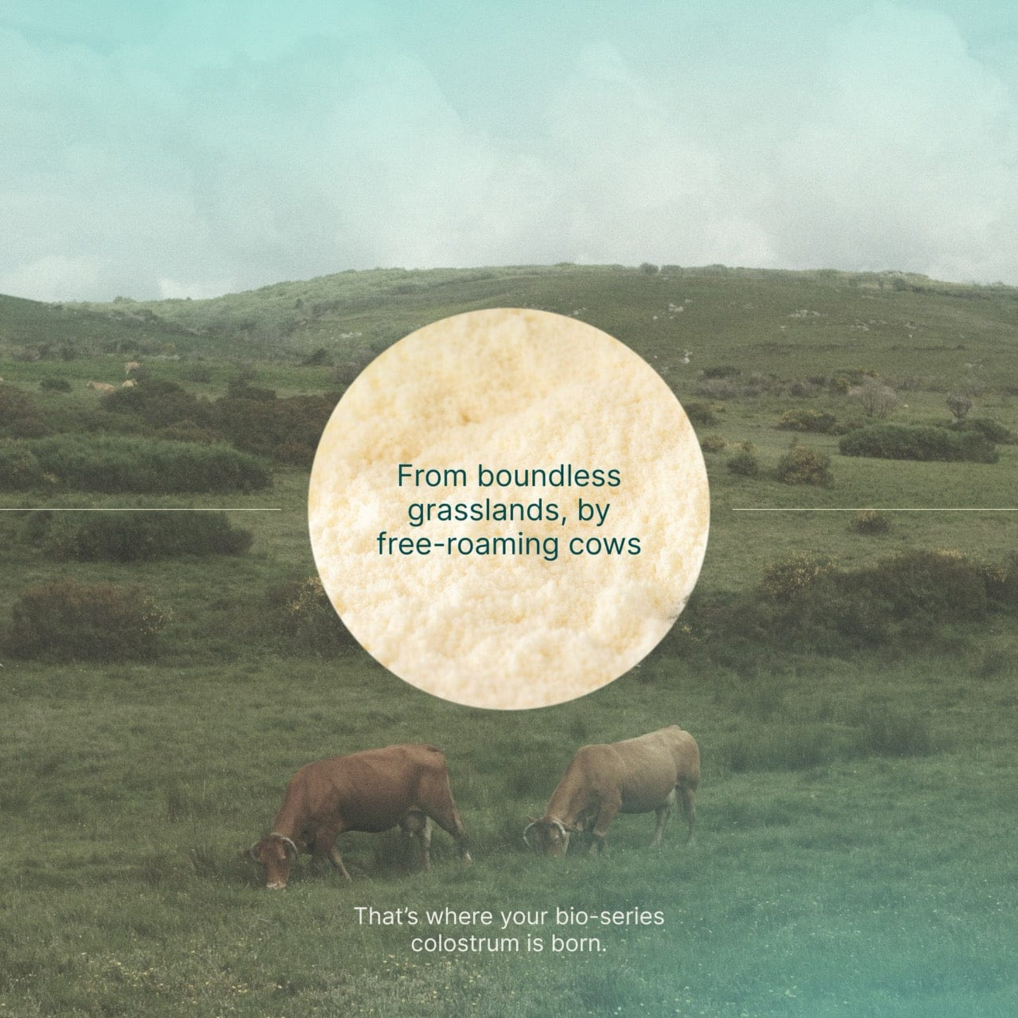 Daily Colostrum